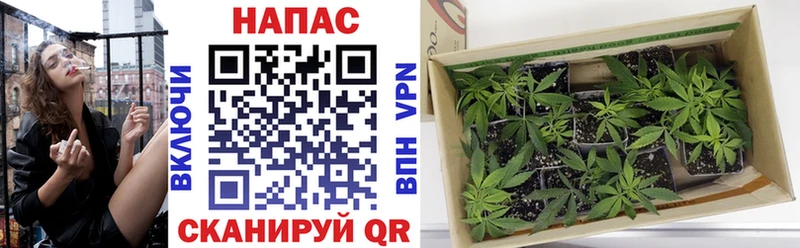 Бошки марихуана Amnesia  кракен   Краснознаменск 